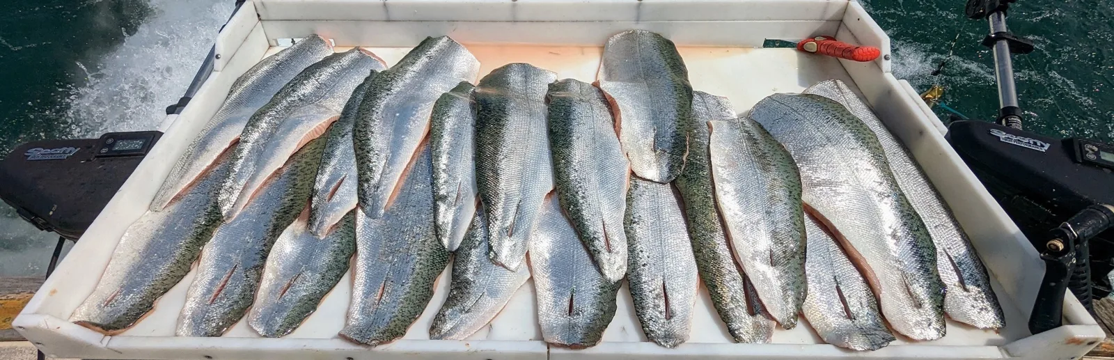 Fresh salmon fillets cut dockside after a King Slayer charter