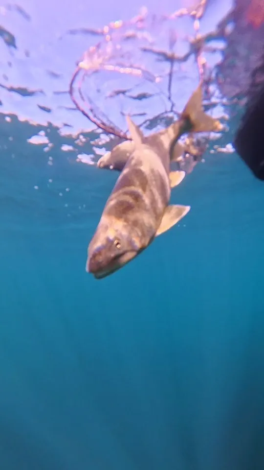 A fish swimming just below the surface, sunlit from above