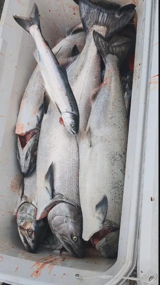 A cooler packed with the day's salmon catch