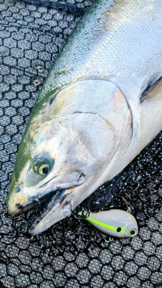 Close-up of a King Slayer catch with the spoon lure still hooked